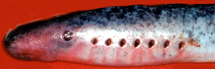 Petromyzon marinus_03.jpg